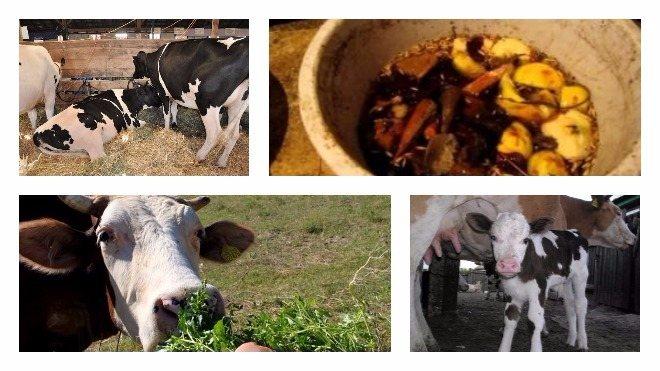 feeding cows