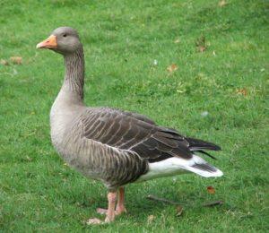 How many days do ducks grow to slaughter and a table of meat yield from live weight