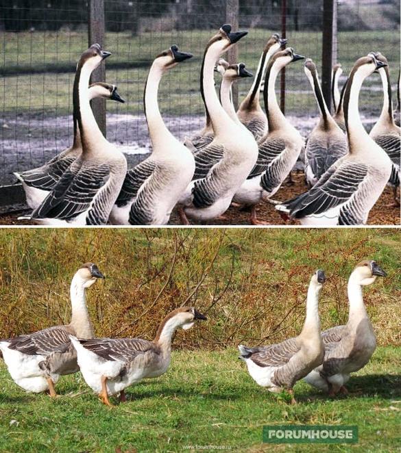 afrikanische Gänse